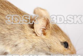 Mouse-Mus musculus 0029